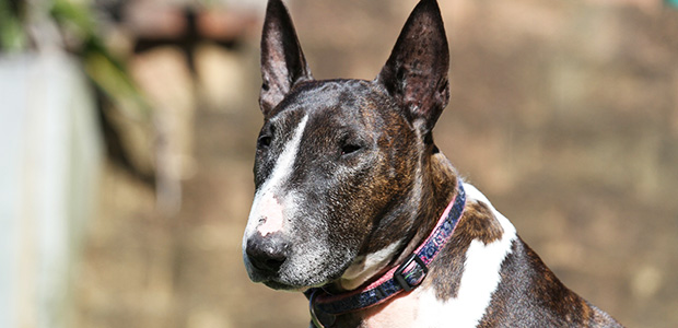 brown and white bull terrier