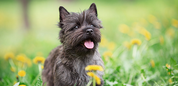 dark cairn terrier in flowers