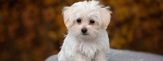 cute white puppy with blurred background