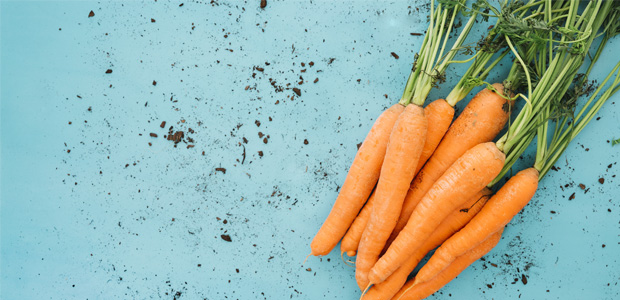 are carrots good for a jack russell terrier