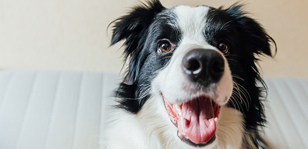 happy looking collie