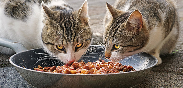 two cats eating cat food