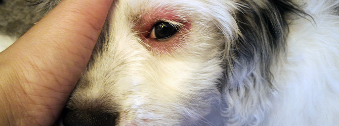 how can i treat my dogs conjunctivitis at home