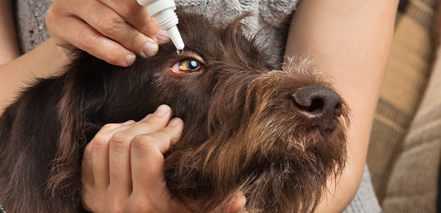 how do you treat conjunctivitis in puppies