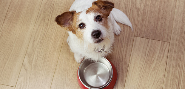 jack russell next to empty bowl