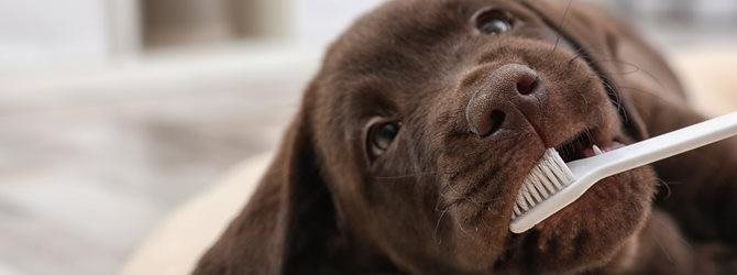 A relaxed dog with great dental health whose teeth are currently being cleaned