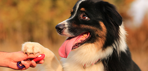 is clicker training good for puppies