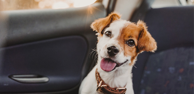 jack russell in back of car