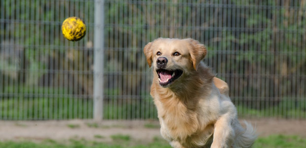 dog playing with ball