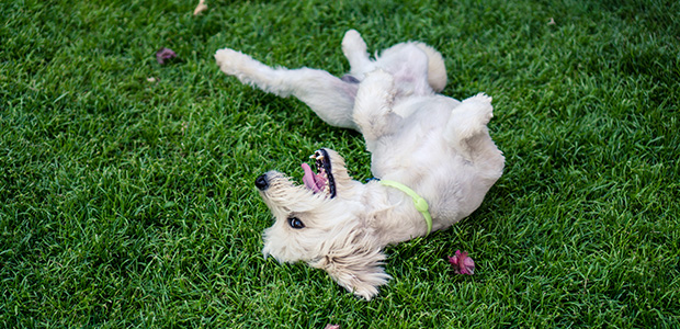 white dog on its back