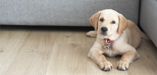 cute labrador sat by sofa