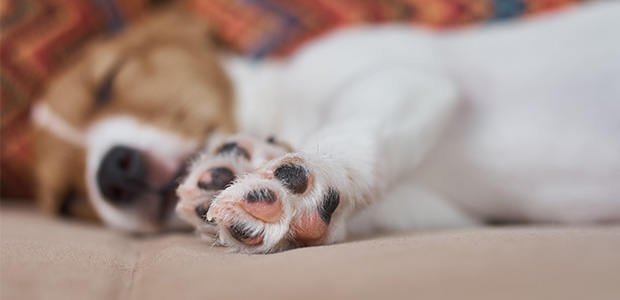 sleeping jack russel