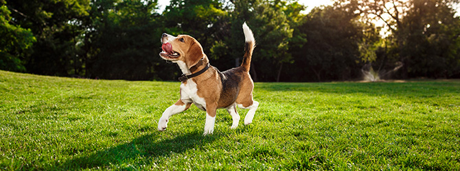 beagle on lawn with toy in mouth