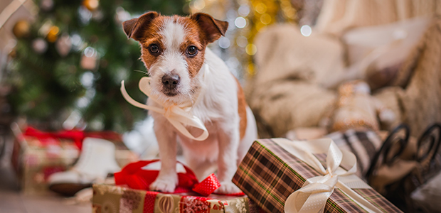 dog sat on present at christmas