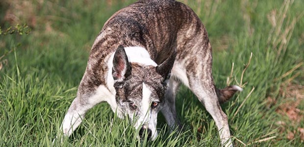 dog sniffing tall grass