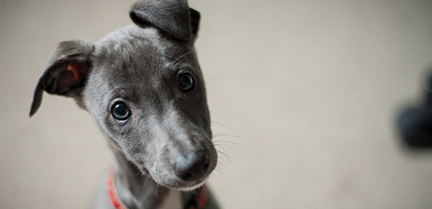 whippet puppy close-up