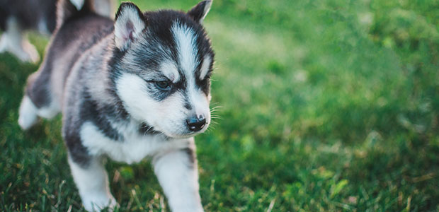 siberian husky puppy