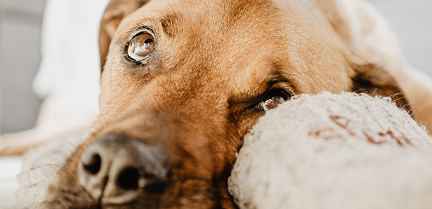 can glaucoma be treated in dogs