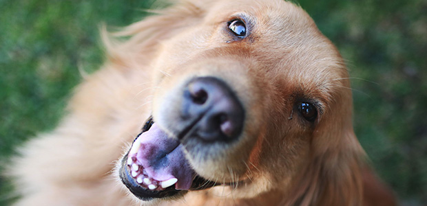 golden retriever smiling