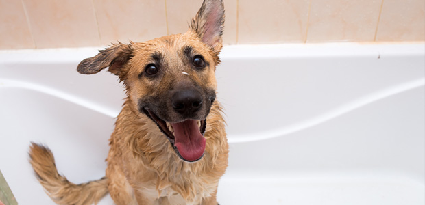 do dogs need to be bathed