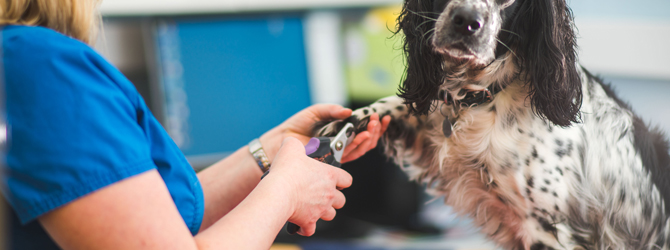 How to Cut Your Dog's Nails - My Family Vets How to Cut Your Dog's Nails - My Family Vets