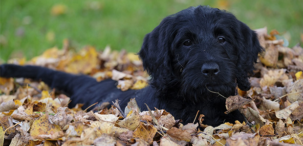 Origin of the Labradoodle Black