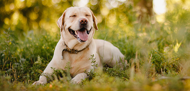 labrador lying in field smiling