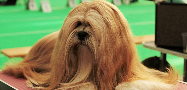 lhasa apso with long hair