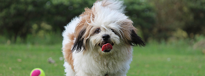 Lhasa Apso | Owner's Guide - My Family Vets