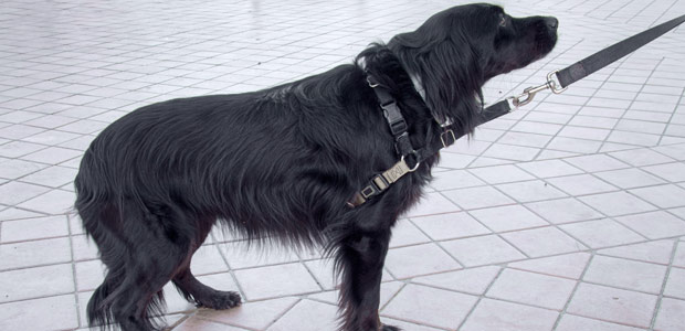 dog on tiled floor with lowered tail