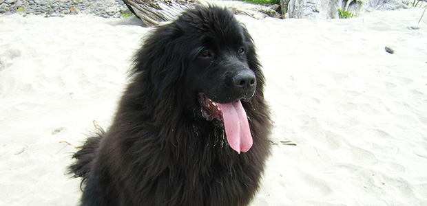 newfoundland sticking tongue out