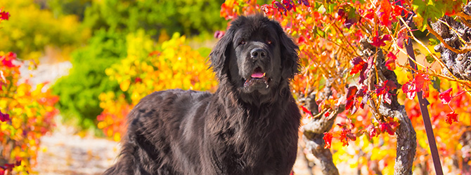 newfoundland beside autumn leaves