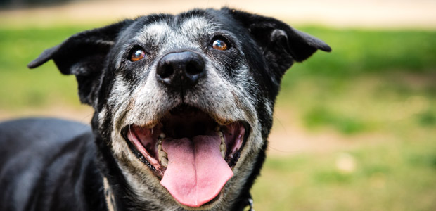 happy elderly dog