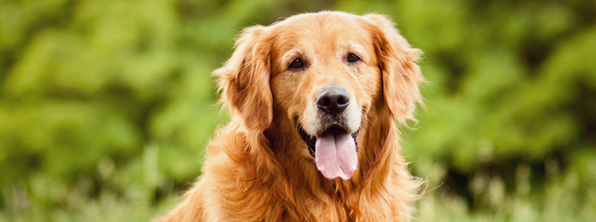 Old Golden Retriever Dog