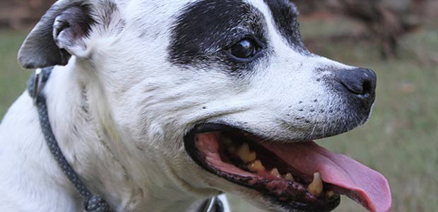 Dog with tongue out