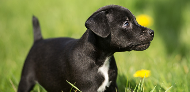 patterdale terrier puppy