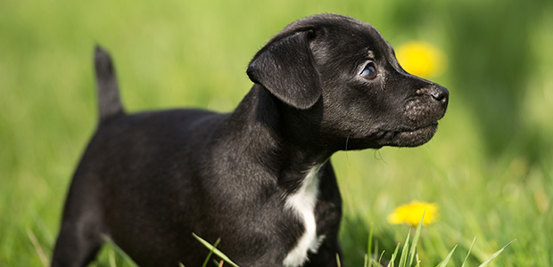 patterdale puppies