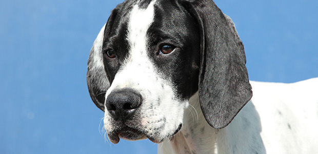 black and white pointer close up