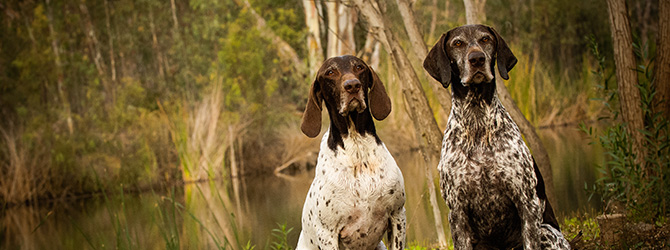 two pointers in countryside