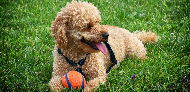 poodle lying on grass with tongue out and orange ball