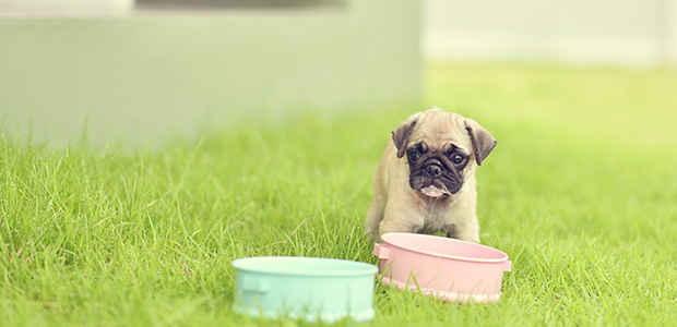 pug puppy on grass