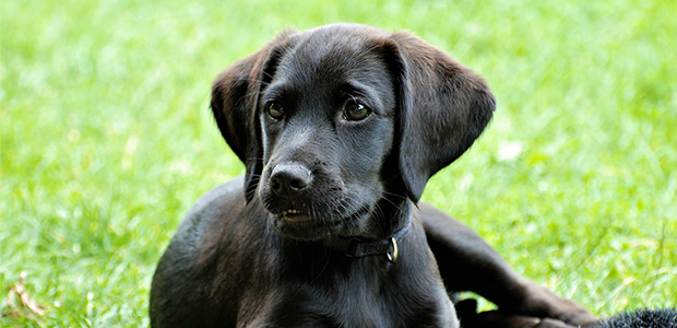 black labrador puppy on grass