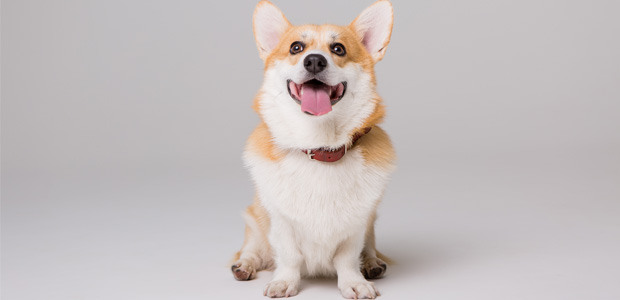 corgi puppy looking up