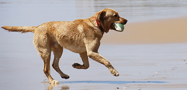 dog on beach with ball