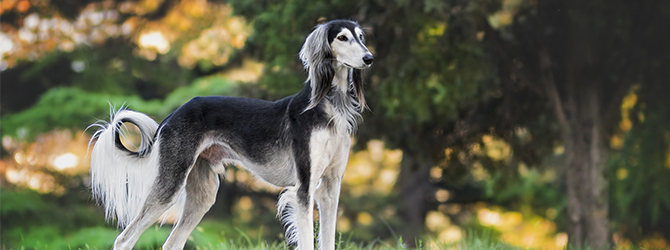 saluki standing in front of trees