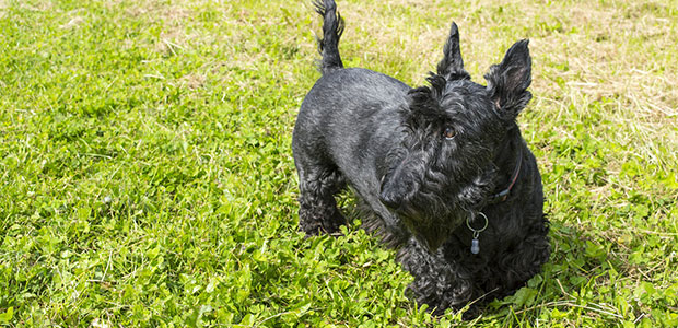 scottish terrier on grass on sunny day