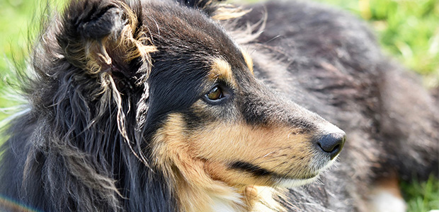 Shetland Sheepdog Owner's Guide - My Family Vets