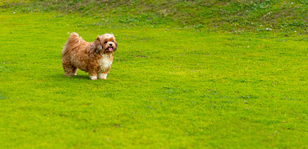 brown shih tzu on field