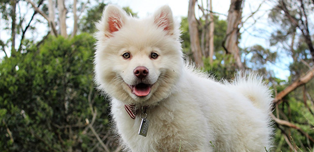 dog smiling in woods