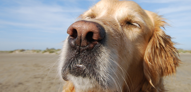 how do you treat a sneezing dog